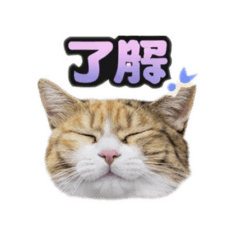 nyanko_20260330224106