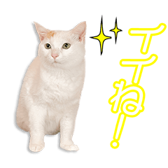 My beloved Omochi Takahashi