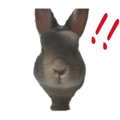 rabbit Tsumire-kun
