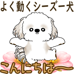 Moving Shih tzu 2026 (simple)