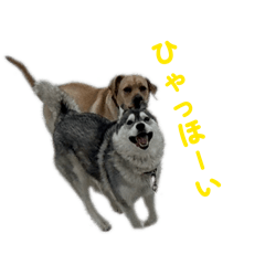 kainushi_20260331000354