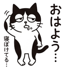 Hachio: The Dazed Tuxedo Cat