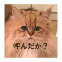 Kurotobi_20260331023150