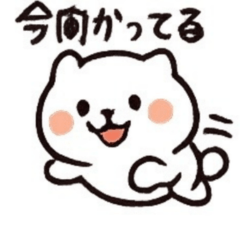 Mochi Bear Daily Chat