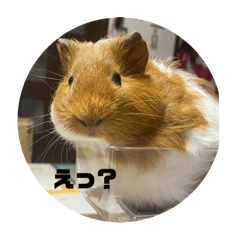 everyday life guinea pig