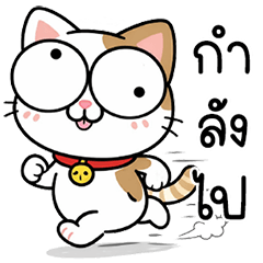 Sweet-eyed little cat