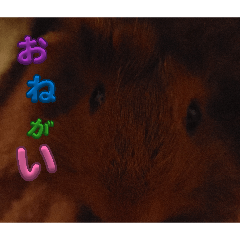 tonton_20260331084304