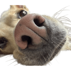 Moomooの日常生活