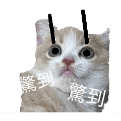 我是隻超可愛的小動物