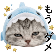 Cute shark cat with innocent face (JP)