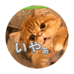 suzu_20260330195042