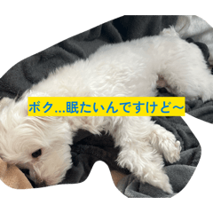 maruchizu nichijyokaiwa  wagayanoinu