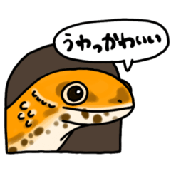 Leopard Gecko at home