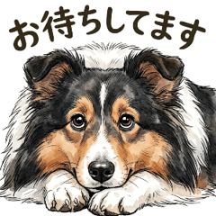 A polite Sheltie(Tricolor) sticker.