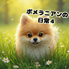 Pom Pom日常：可愛的博美生活4