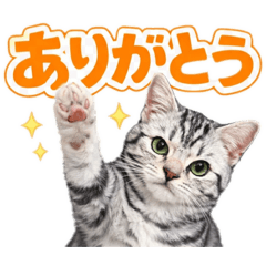 Studio three cats_20260331095849