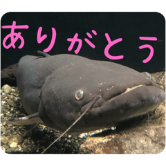 animal lovers_20260331102641