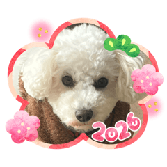 Lazykoala_20260330205517