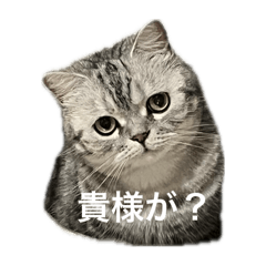 miwako_20260330204023