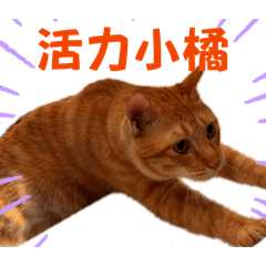 活力小橘