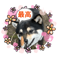 Kametani_20260330212432