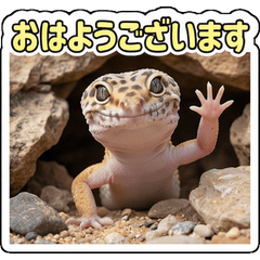 Polite with a Real Leopard gecko