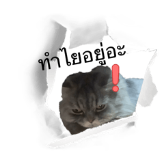 What are you looking ?