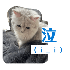 nachiko_20260331092424