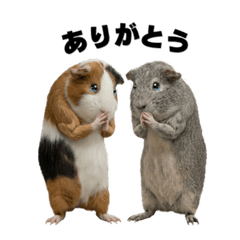 Real-Life Guinea Pig Daily (Gomao&Lulu)