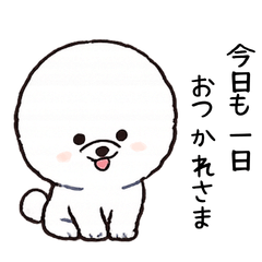 Fluffy-Headed Bichon Frise