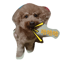 Poodle-DuDu