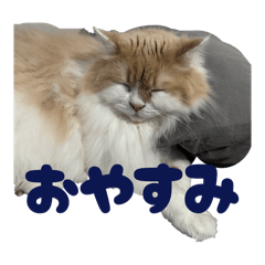 cocochan_20260331093950