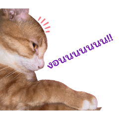 TARISSAWAN lineshop_20260331062311