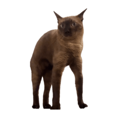 CHARLIE HEDHOM SAMSON BARRY