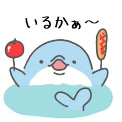 dolphin  everyday life