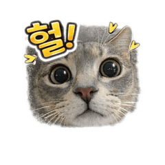 韓系情緒貓日常