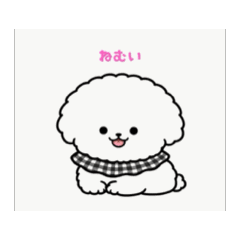 蓬松可爱的小狗Ito