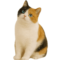 Meowo的軟萌日常-"毛寶寶是三色小虎-OWO喵"