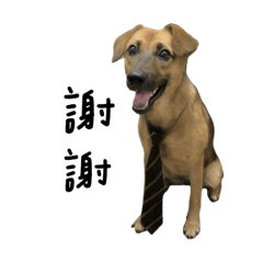 小胖^ω^