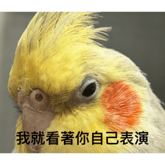 鳥語人生