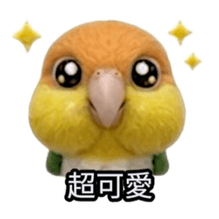 凱克鸚鵡 「鳥友」篇