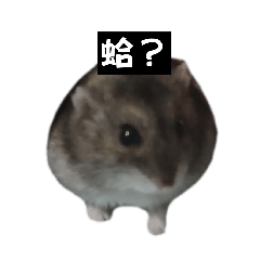 啾啾小倉鼠日常