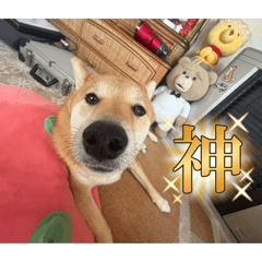 noshin_20260331124908