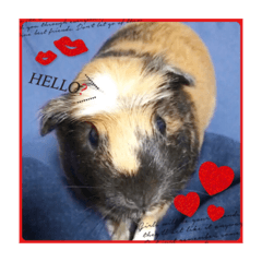 guinea pig@