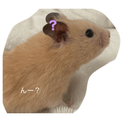 nikonikoshiima_20260331121028