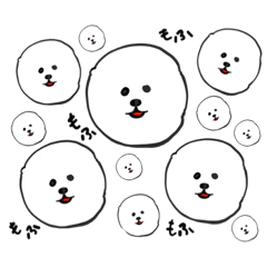 fluffy dogs(bichon frize ) 2