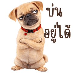 Pug dog2