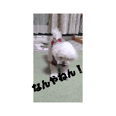 MARON_20260331183116