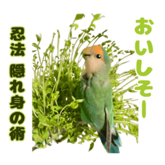 cat  like  life_20260331173054