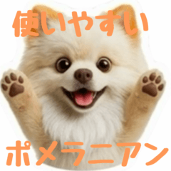 expressive cute pomeranian